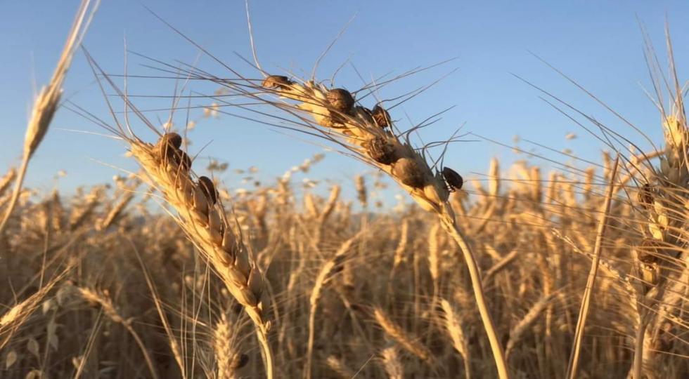 بەهۆی  مێروی سونەوە گەنمی هەڵەبجە زیانی  بەردەکەوێت