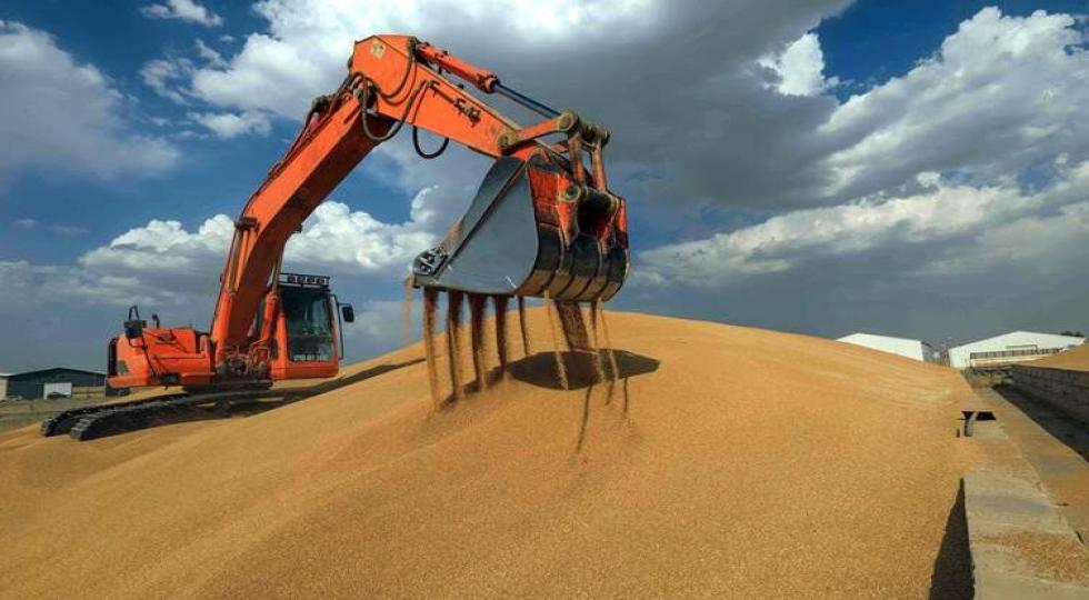 نیم میلیون تن گندم از کشاورزان اقلیم کردستان خریداری شد