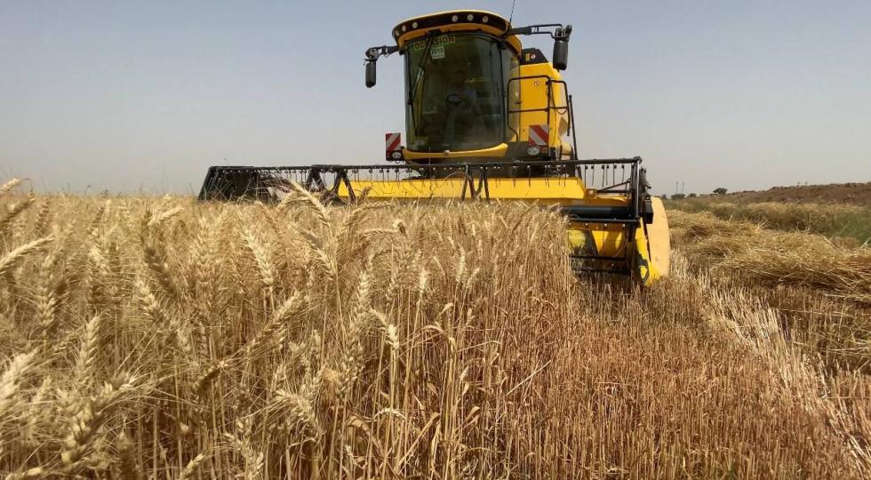 بەهۆی بارانبارینی بەخوڕ؛ بەرهەمی گەنم لە عێراق بەڕێژەی 21% بەرزبووەتەوە