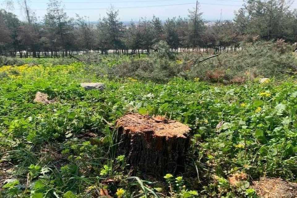 بەتۆمەتی بڕینه‌وه‌ی‌  زیاتر لە 100 دره‌خت تۆمەتبارێك دەستگیركرا 