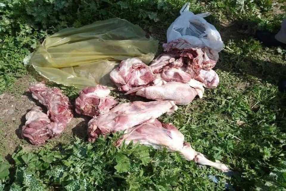 گۆشتی ئاژەڵێک  لە هەڵەبجە دەستی بەسەردا گیرا و لەناوبرا