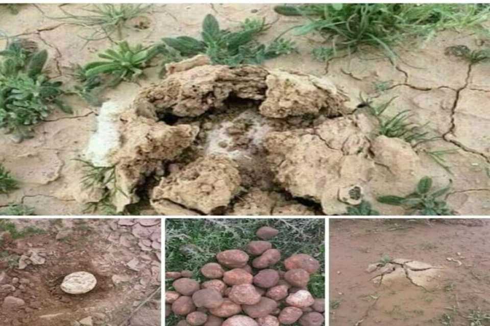 دۆمەڵانی کوردستان یەکێک لە گرانترین و بەسوودترین خواردنەکانی جیهان