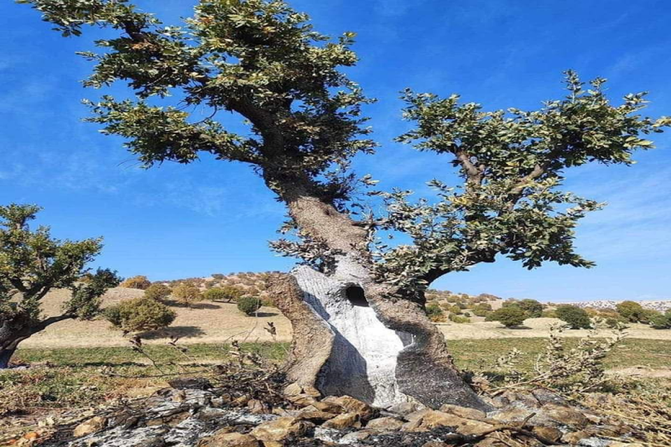 پۆلیسی دارستان لە ناڵپارێز دوو هاووڵاتی دەستگیر دەکات