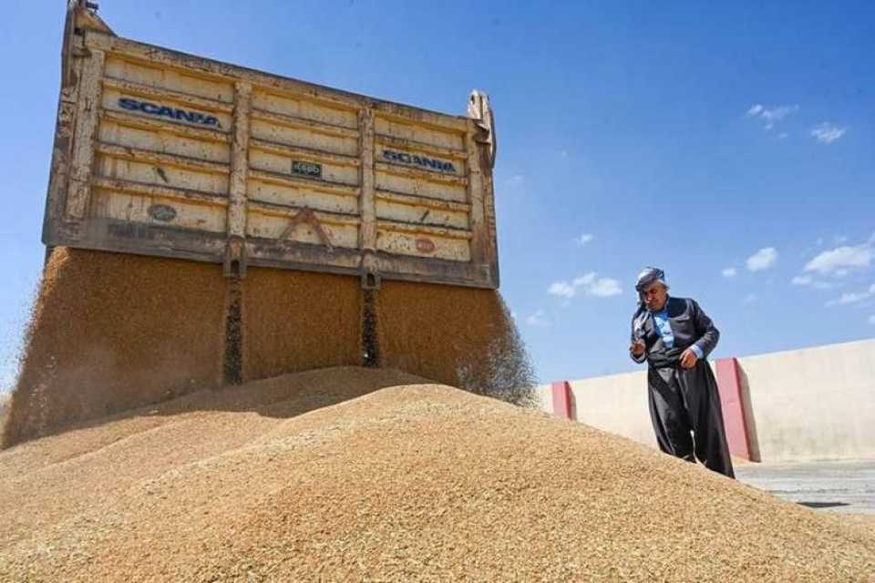 عێراق تەواوی گەنمی جووتیارانی هەرێمی وەرنەگرت