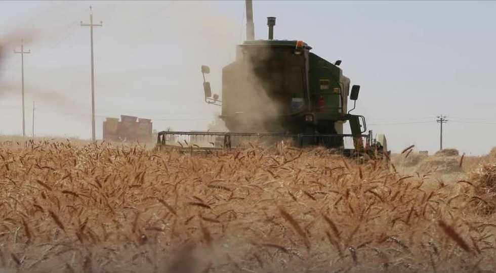 کشتوکاڵى کەرکووک پێشنیازێک لەبارەى گەنمى دەرەوەى پلان دەداتە بەغدا