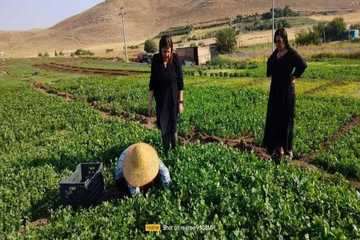 وەزیری کشتوکاڵ: سەوزەی ئەم جووتیارە بکڕن شایەنی خوانی هەموو ماڵێکە