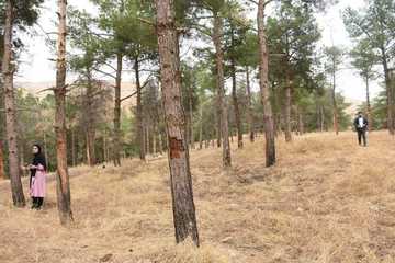 دەربارەی وشکبوون و لێبوونەوەی توێکڵی سنەوبەرەکانی غاباتی جەلیلە روونکردنەوە دەدرێت