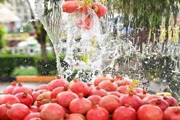 لەڕۆژی یەکەمی ڤیستیڤاڵی هەنار 70هەزار کەس سەردانی ڤیستیڤاڵەکەی کردووە