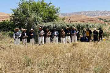 کۆیە؛ ژنان لەگوندی بۆگد هاوشانی پیاوان کاردەکەن + وێنە