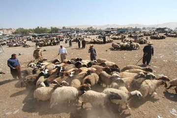 کوشتارگەی هەولێر: قوربانیکردن لەمساڵدا کەمی کردووە