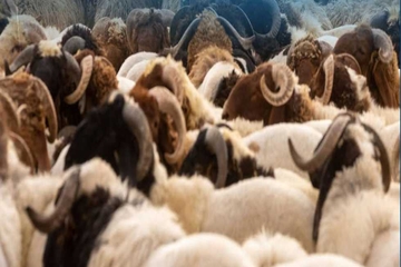 هەرێمی كوردستان خاوەنی چوارملیۆن و 500 هەزار سەر ئاژەڵە
